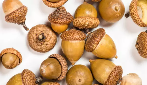 Acorns