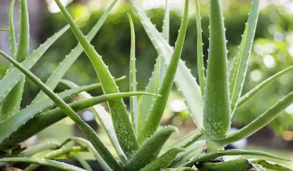 Aloe