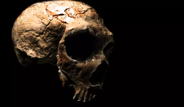 Skull disproved the theory of African ancestors