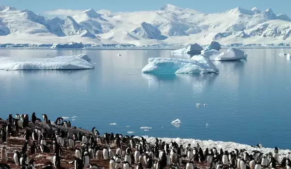 Antarctic penguins