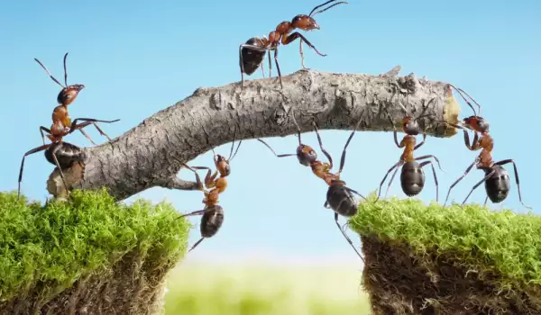 What Does it Mean if you Have a Lot of Ants in the Home?