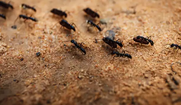 Ants, Anthill
