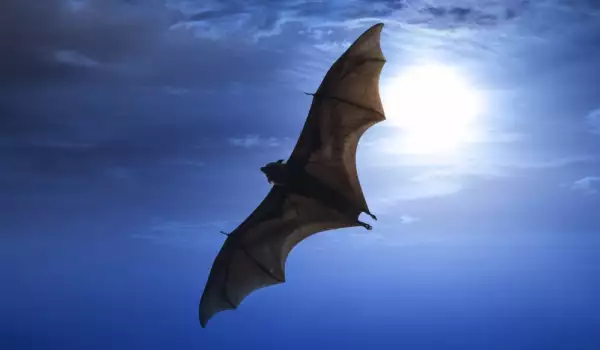 What Does it Mean if a Bat Flies Into your Home?