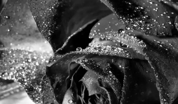 Black Rose