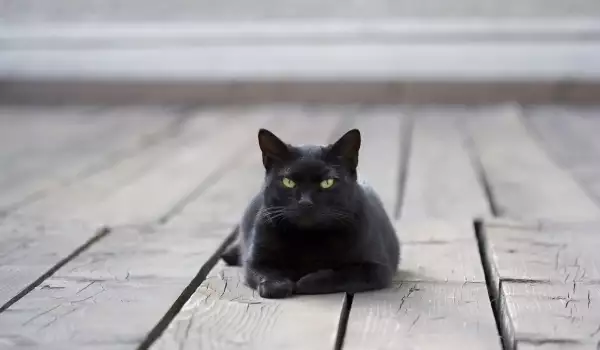 The Black Cat - Bad Luck or Just Superstition?