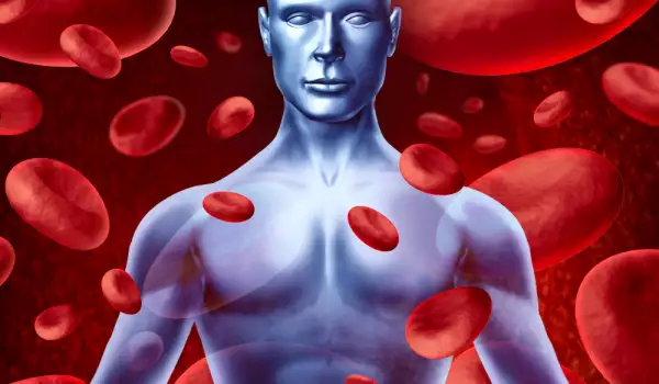 How Much Blood is in the Human Body?