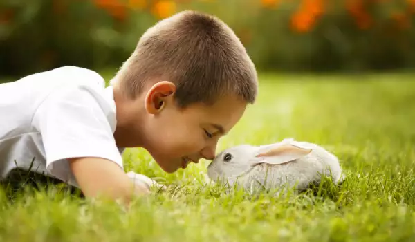 Boy and Rabbit