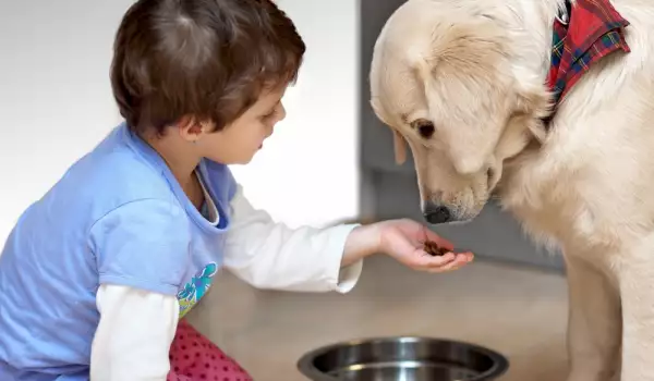 Feeding a Dog