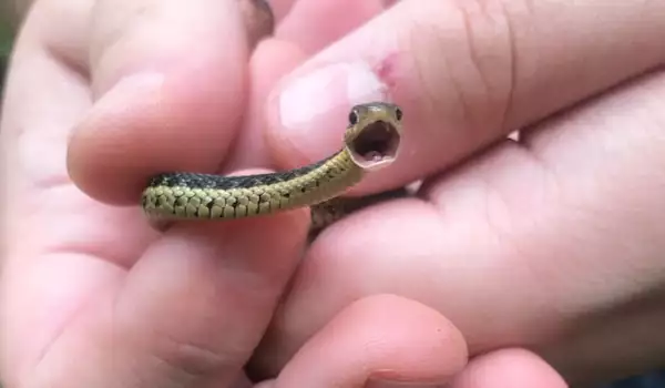 Small Snake