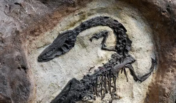 dino fossil