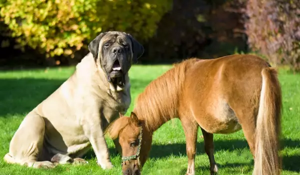 Mastiff