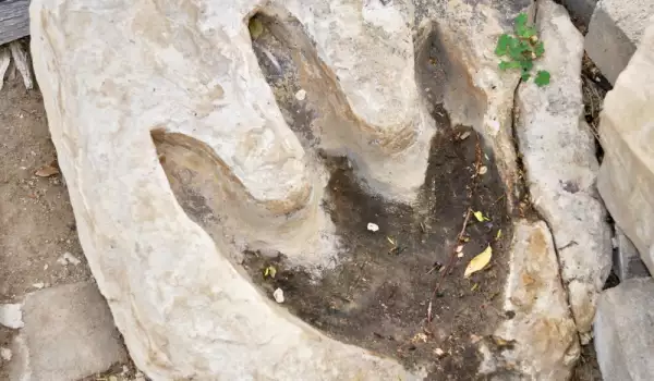 Dino Footprint