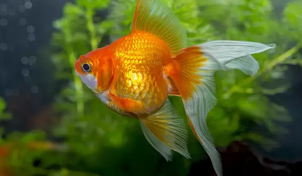 Goldfish brings good luck