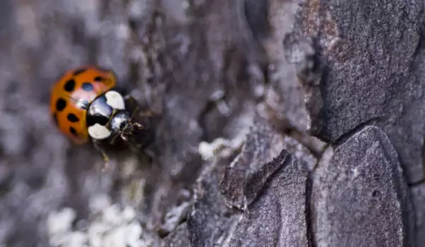 Ladybug for good luck