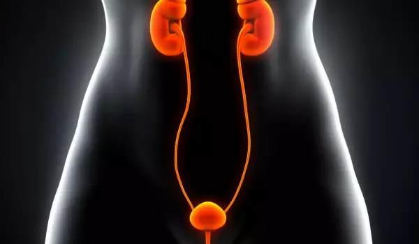 Kidney