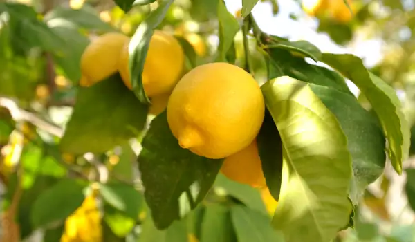The Incredible Magical Powers of Lemon