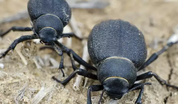 Namib Beetles