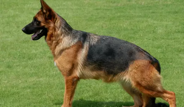 German Shepherd