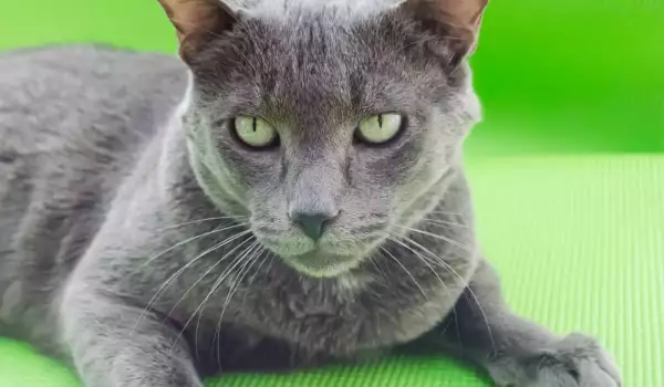 Russian Blue Cat