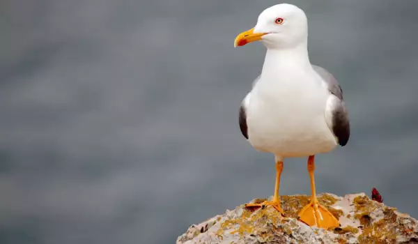 Seagull