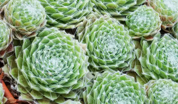 Houseleek