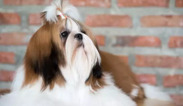 Shih Tzu