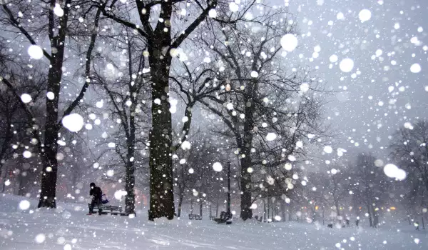 Snowy Forest