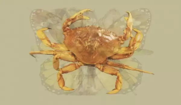 Crab