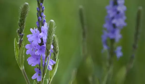 Magic Herbs for Love