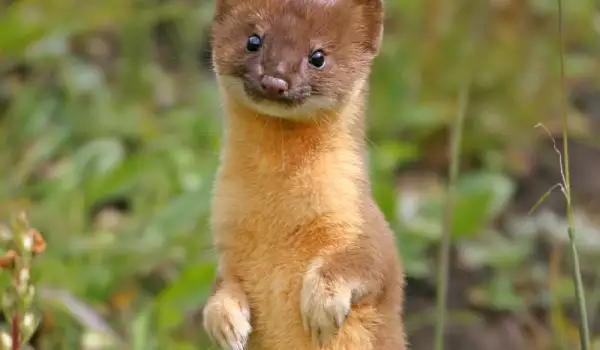 Weasel