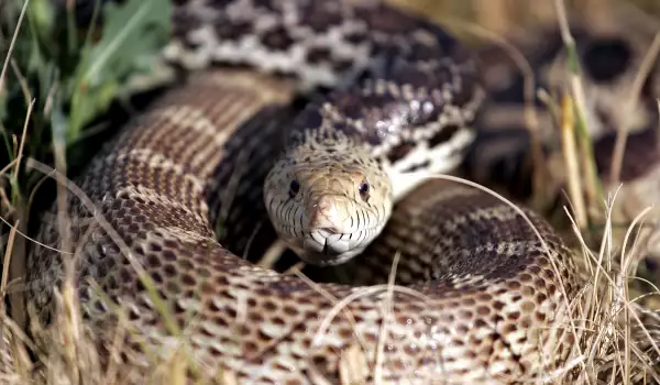 Most venomous snakes in the world