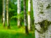 Trees with Magical Properties