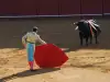Why Do Bulls Charge When They See the Color Red?