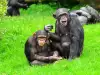 Chimpanzees Communicate with 19 Gestures