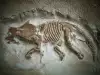 Archaeologists Dig Up the Remains of Triple-Horned Dinosaur - Wendiceratops