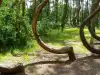 The Mystery of the Drunken Forest in Russia