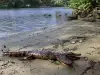 Two Headed Alligator Takes a Stroll in Florida