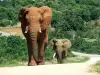 Unbelievable Facts about Elephants you May Not Know