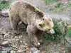 A Bear Hero Saves a Crow from Certain Death