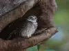 Superstitions about Cuckoos