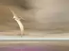 Pterodactyl or UFO over a lake in Argentina?