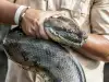 Anaconda to Swallow Man Live on Air