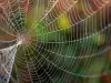 Scientists Create a Graphene Spider Web, Capable of Tangling an Airplane